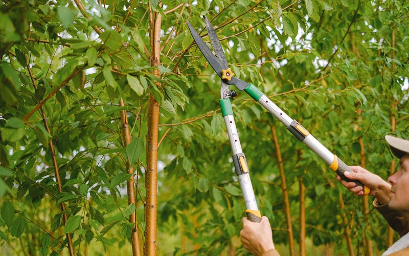 Tree trimming in Calabash, NC